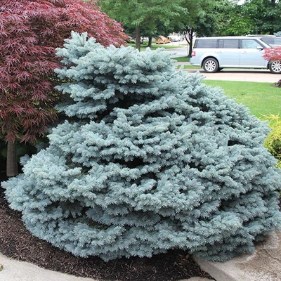 Picea pungens 'Thuem' – Ezüstfenyő