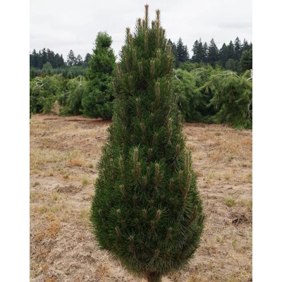 Pinus nigra 'Frank' – Feketefenyő