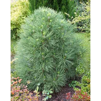 Pinus nigra 'Globosa' – Feketefenyő