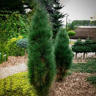 Pinus nigra 'Green Tower' – Feketefenyő
