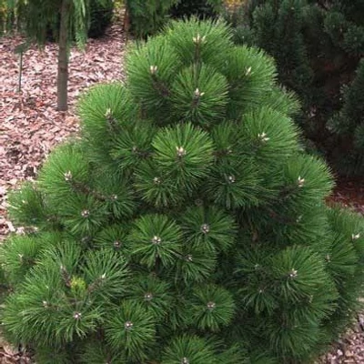 Pinus nigra 'Helga' – Feketefenyő
