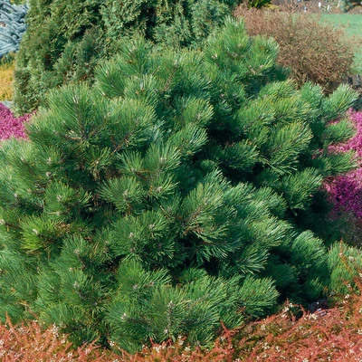 Pinus nigra 'Hornibrookiana' – Feketefenyő