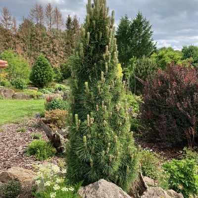 Pinus nigra 'Komet' – Feketefenyő