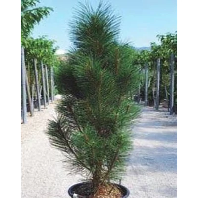 Pinus nigra 'Molette' – Feketefenyő