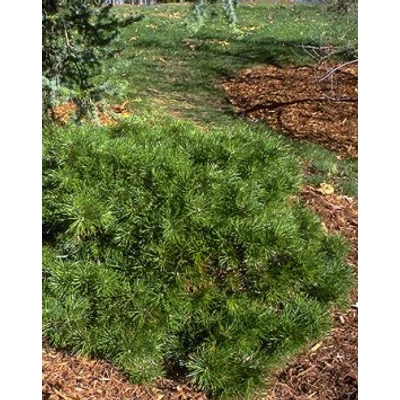 Pinus nigra 'Nana Compacta' – Törpe feketefenyő