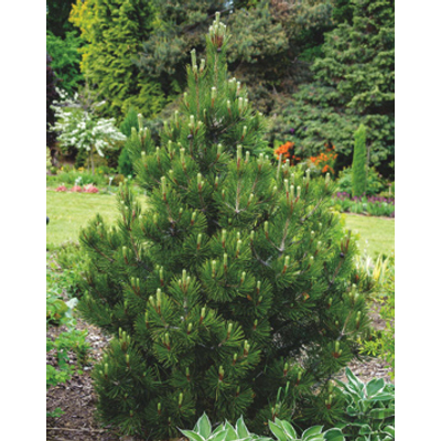 Pinus nigra 'Nana' – Törpe feketefenyő