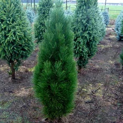 Pinus nigra 'Obelisk' – Feketefenyő