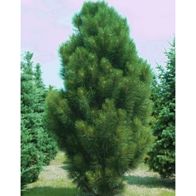 Pinus nigra 'Pyramidalis' – Oszlopos feketefenyő