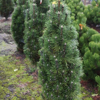Pinus nigra 'Richard' – Feketefenyő