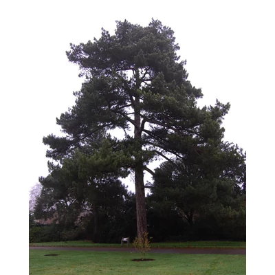 Pinus nigra subsp. laricio – Feketefenyő