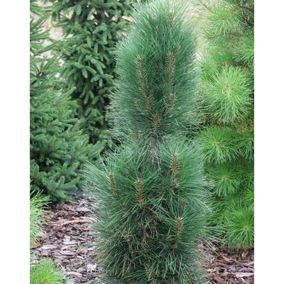 Pinus nigra 'Zimmer 2' – Feketefenyő