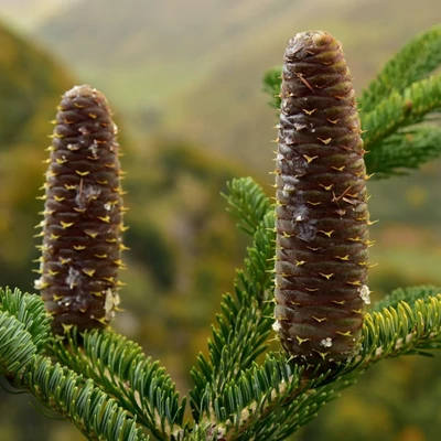Abies alba – Közönséges jegenyefenyő