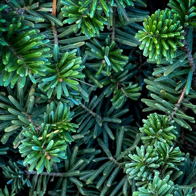 Abies balsamea 'Nana' – Törpe balzsamos jegenyefenyő