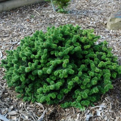 Abies balsamea 'Piccolo' – Törpe balzsam jegenyefenyő