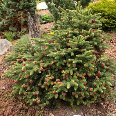 Abies cephalonica 'Meyer's Dwarf' – Törpe görög jegenyefenyő