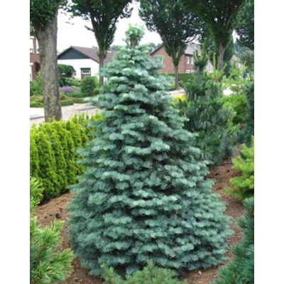 Abies concolor 'Archer's Dwarf' – Kolorádói jegenyefenyő