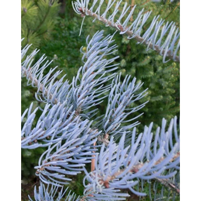 Abies concolor 'Glauca Horstmann' – Kék kolorádói jegenyefenyő