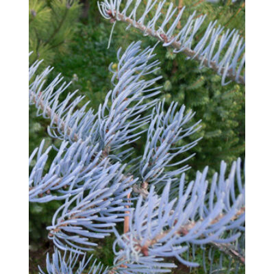 Abies concolor 'Glauca Horstmann' – Kék kolorádói jegenyefenyő