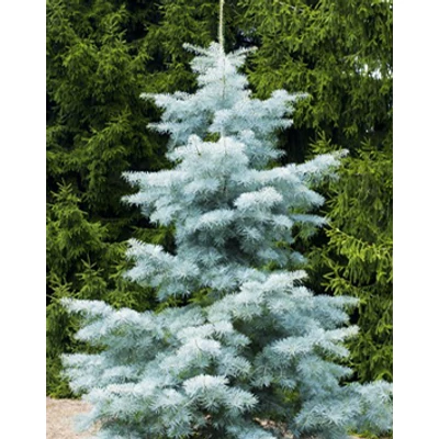 Abies concolor 'Violacea' – Kék kolorádói jegenyefenyő