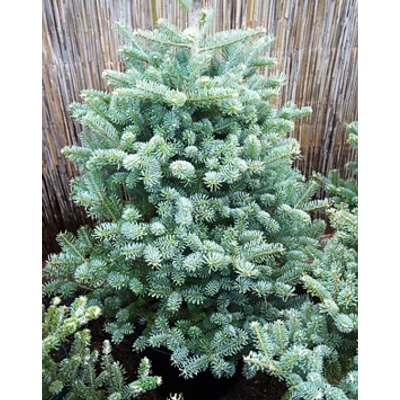 Abies koreana 'Blauer Pfiff' – Törpe koreai jegenyefenyő