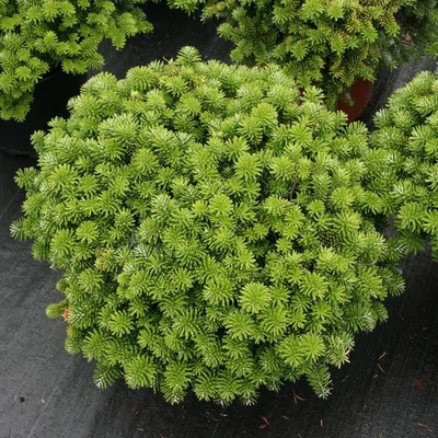 Abies koreana 'Brillant' – Koreai jegenyefenyő