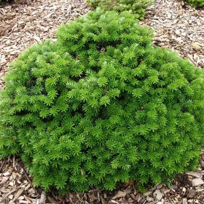 Abies koreana 'Cis' – Törpe koreai jegenyefenyő