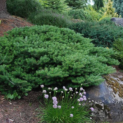 Abies koreana 'Green Carpet' – Koreai jegenyefenyő