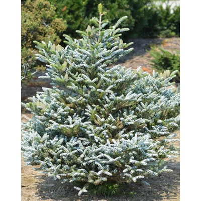 Abies koreana 'Silver Show' – Koreai jegenyefenyő