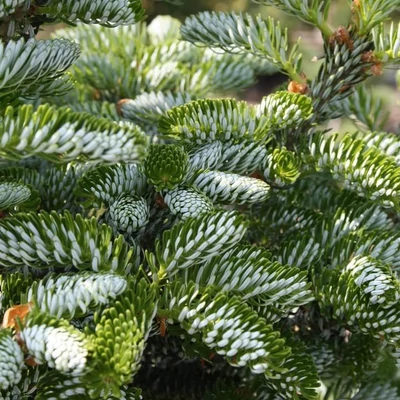 Abies koreana 'Frosty' – Koreai jegenyefenyő