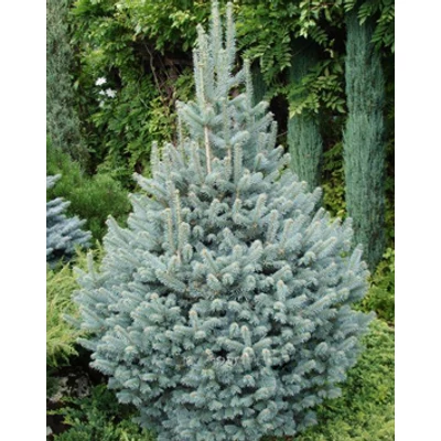 Abies lasiocarpa 'Argentea' – Acélkék sziklás hegységi jegenyefenyő