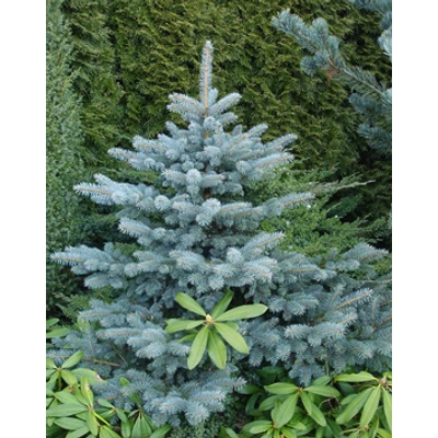 Abies lasiocarpa 'Compacta' – Törpe sziklás hegységi jegenyefenyő