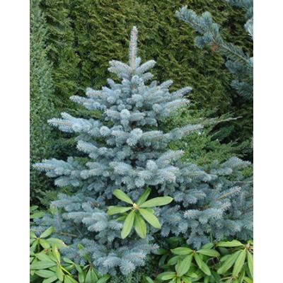 Abies lasiocarpa 'Compacta' – Törpe sziklás hegységi jegenyefenyő