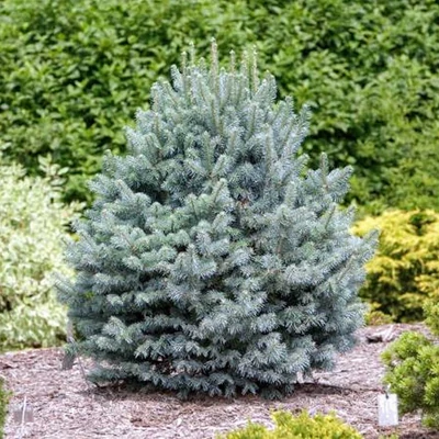 Abies lasiocarpa 'Glauca Compacta' – Jegenyefenyő