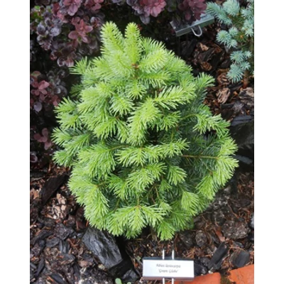 Abies lasiocarpa 'Green Globe' – Zöld, gömb sziklás hegységi jegenyefenyő