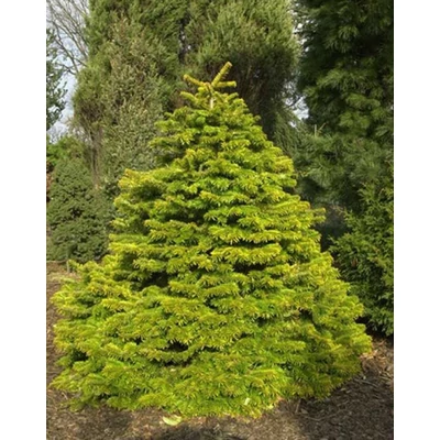 Abies nordmanniana 'Aurea' – Kaukázusi jegenyefenyő