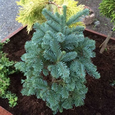 Abies procera 'Bizarro' – Nemes jegenyefenyő