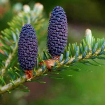 Abies sibirica – Szibériai jegenyefenyő