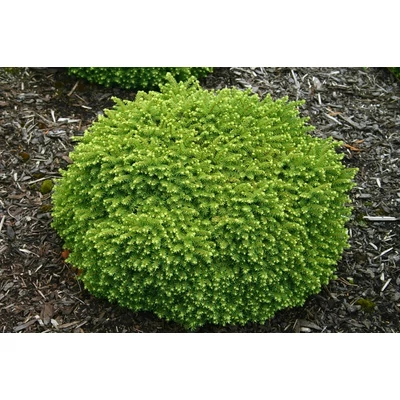 Picea abies 'Little Gem' – Fészekfenyő
