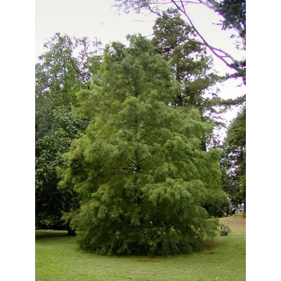 Glyptostrobus pensilis