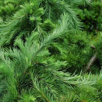 Larix decidua 'Little Bogle' – Vörösfenyő