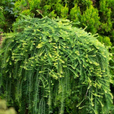 Larix kaempferi 'Boring Weeper' – Japán vörösfenyő
