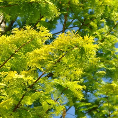 Metasequoia glyptostroboides 'Goldrush' – Kínai mamutfenyő
