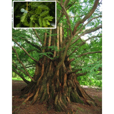 Metasequoia glyptostroboides – Kínai mamutfenyő