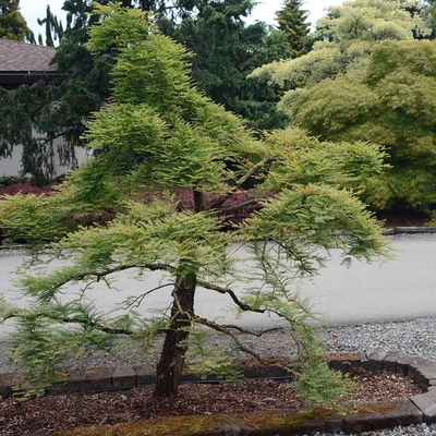 Metasequoia glyptostroboides 'Miss Grace' – Kínai mamutfenyő