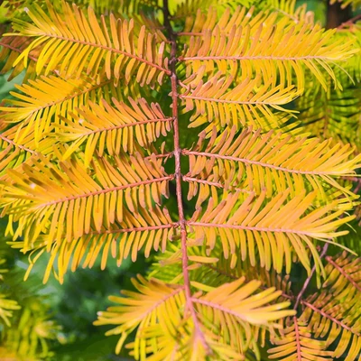 Metasequoia glyptostrobides 'Amber Glow' – Kínai mamutfenyő