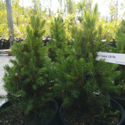 Picea glauca 'Conica' – Cukorsüvegfenyő