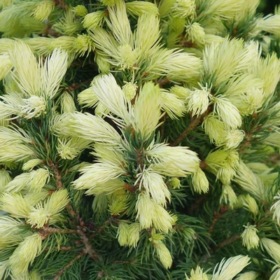Picea glauca 'Daisy's White' – Fehér cukorsüvegfenyő