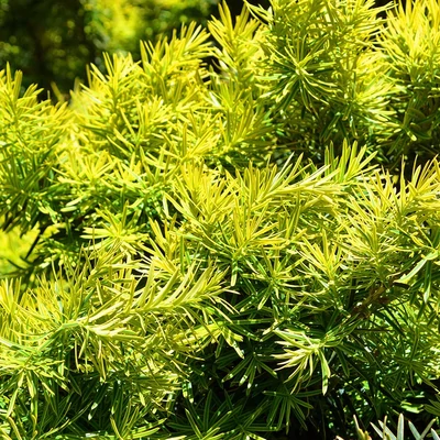Picea glauca 'Jalako Gold' – Cukorsüvegfenyő