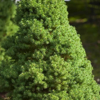 Picea glauca 'Laurin' – Cukorsüvegfenyő