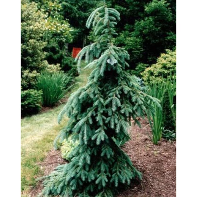 Picea glauca 'Pendula' – Csüngőágú fenyő